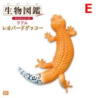 【E】生物図鑑キッズシリーズ　リアルレオパードゲッコー【当社限定】