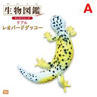 【A】生物図鑑キッズシリーズ　リアルレオパードゲッコー【当社限定】