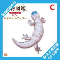 【C】生物図鑑キッズシリーズ　リアルレオパードゲッコー【当社限定】 ※景品説明有り