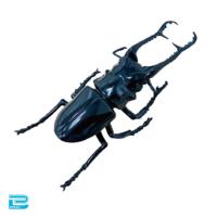 【ギラファノコギリクワガタ】生物図鑑キッズシリーズ　リアルカブトクワガタ9
