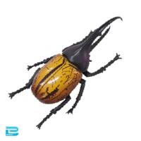 【ヘラクレスオオカブト】生物図鑑キッズシリーズ　リアルカブトクワガタ9