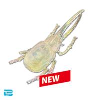 【クリアネプチューンオオカブト】生物図鑑キッズシリーズ　リアルカブトクワガタ9