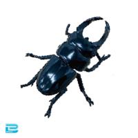 【オオクワガタ】生物図鑑キッズシリーズ　リアルカブトクワガタ9