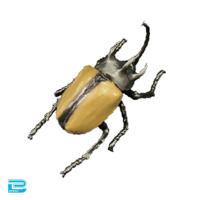 【ゴホンツノカブト】生物図鑑キッズシリーズ　リアルカブトクワガタ9