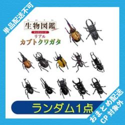 【ランダム発送】生物図鑑キッズシリーズ　リアルカブトクワガタ ※景品説明有り