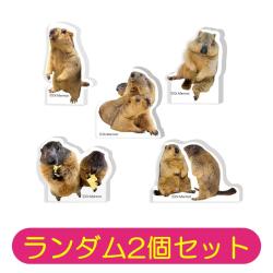 【ランダム2個セット】ヒマラヤマーモットのまもち　アクリルマスコット