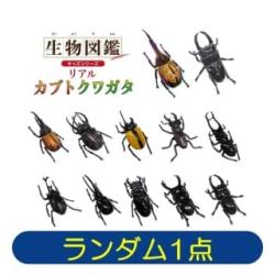 生物図鑑キッズシリーズ　リアルカブトクワガタ　※景品説明あり